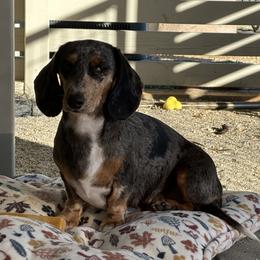 Athena - Dachshund