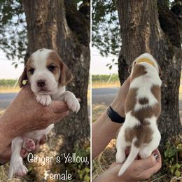 Ginger's Yellow - Red black and white female Beagle puppy in Brownsville, Oregon from Beagles on the Run