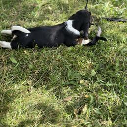 Basset Hound Puppies from Hill Top Basset Hounds & Great Pyrenees