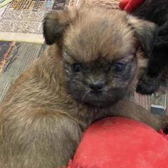 Brussels Griffons and French Bulldogs from Carissa's Brussels Griffons and French Bulldogs