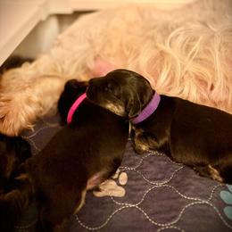 Girl 1 - Gray female Cesky Terrier puppy in New Glarus, Wisconsin from Johnwicki Ceskys