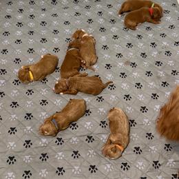 Yellow - Apricot female Goldendoodle puppy in Nashville, Tennessee from Tumbling Creek GoldenDoodles