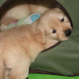 Golden Retriever Puppies from SunKissed Golden Retrievers
