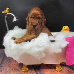 Girl 1 - Mahogany female Irish Setter puppy in Carriere, Mississippi from Lakeside Irish Setters