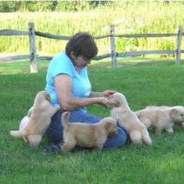 Golden Retriever Puppies from Waynewood Golden Retrievers