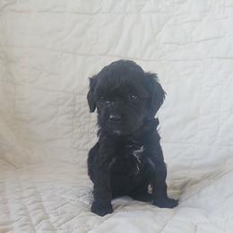 Naia - Black and white female Cockapoo puppy in Ellensburg, Washington from Dawn to Dusk Cockapoos