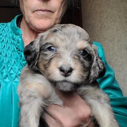Lucy-Blue - Blue merle female Bernedoodle puppy in Dugway, Utah from Luv4Bernedoodles