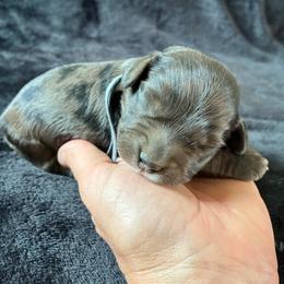 Luigi - Merle male Cockapoo puppy in Adrian, Oregon from ApplebyFarm