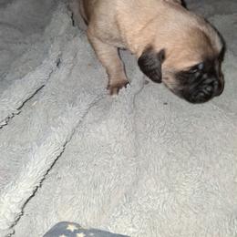 Dirty fawn girl - Fawn female Mastiff puppy in Uhrichsville, Ohio from Angela's Mastiffs