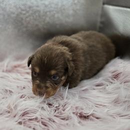Australian Shepherd Puppies from Crooked Creek Australian Shepherds
