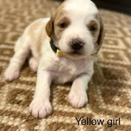 Yellow collar girl - Parti female Goldendoodle puppy in Vian, Oklahoma from Dog Days Doodles