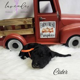 Cider - Black male Poodle puppy in Mancelona, Michigan from Lavender poodles & doodles