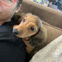 Girl 1 - Dapple female Dachshund puppy in Garfiled, Arkansas from Iron Bear Livestock & Dachshunds