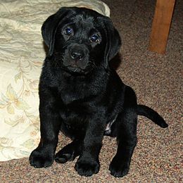 Labrador Retriever Puppies from Cold Creek Farms