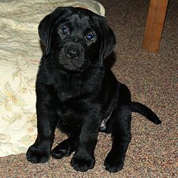 Labrador Retriever Puppies from Cold Creek Farms