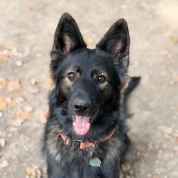 Raven💗👑 - German Shepherd