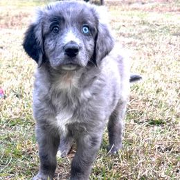 Gus - Blue merle male Aussiedoodle puppy in Melrose, Florida from Howdilly Doodley
