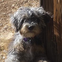 Penny - Bernedoodle