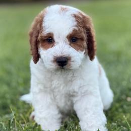 Coco - Blenheim female Cavapoo puppy in Ivins, Utah from Taylia's Cavapoos