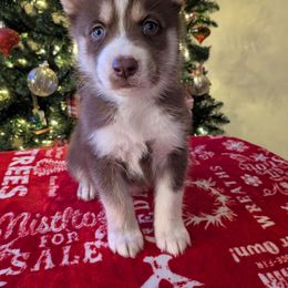 AKC Zeus - Red and white male Siberian Husky puppy in Cedarville, Ohio from Evereve Kennels