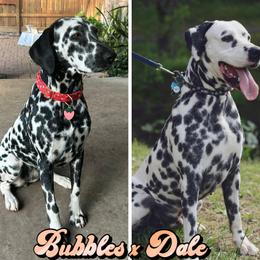 Dalmatian puppies from Saint Rocco's Dalmatians
