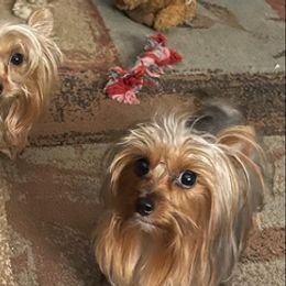 Yorkshire Terriers from BFR Yorkies
