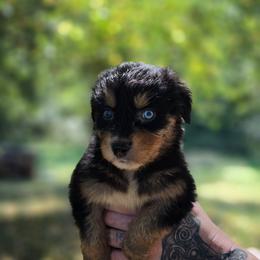 Raven - Black tri-color male Australian Shepherd puppy in London, Kentucky from Kenmont Kennels