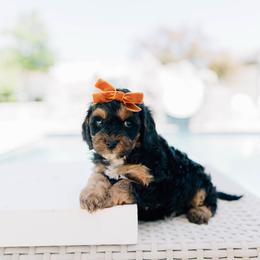 Espresso - Black and tan female Cavapoo puppy in Murray, Utah from Sun Valley Doodles