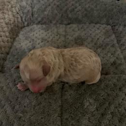 Boy 3 - Apricot male Poodle puppy in Haddam, Kansas from Golden B Acres