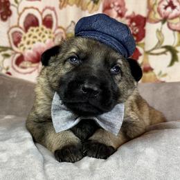 German Shepherd Puppies from Von Bairdhaus