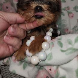 Yorkshire Terrier All Grown Up from Reese's Angelface Yorkies
