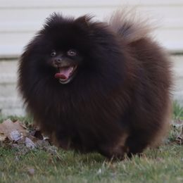 Mocha  - Pomeranian