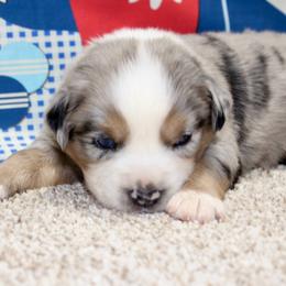 Blue Merle - Blue merle male Miniature Australian Shepherd puppy in Ronan, Montana from Dirt Road Aussie’s of Montana