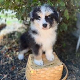 Charlie - Blue merle male Australian Shepherd puppy in Fresno, California from Luna Lane Aussies