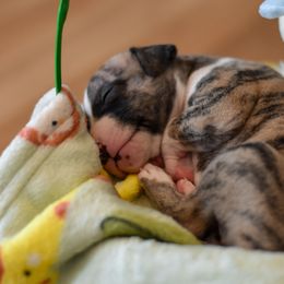 Girl 5 - Whippet puppy in Chatfield, Minnesota from Devlynn Whippets
