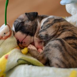 Girl 5 - Whippet puppy in Chatfield, Minnesota from Devlynn Whippets