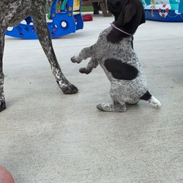 German Shorthaired Pointer Puppies from Brija German Shorthaired Pointers