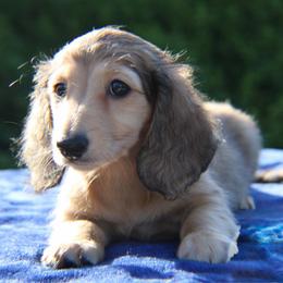 Tori - Cream female Dachshund puppy in Hazlehurst, Georgia from DrakeFire Dachshunds