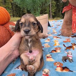 Shaded cream 1 - Red male Dachshund puppy in West Plains, Missouri from Spring Creek Dachshunds