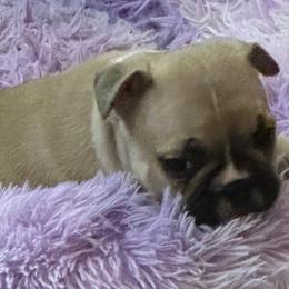 Chewbacca, Chewie, or The Wookie - Fawn male French Bulldog puppy in Enid, Oklahoma from Herell's French Bulldogs