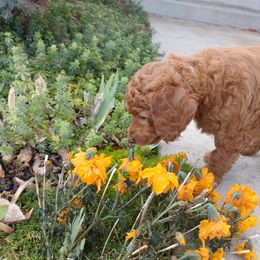 Poodle Puppies from R-Family Red Standard Poodles