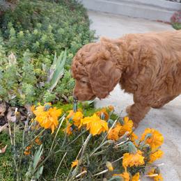 Poodle Puppies from R-Family Red Standard Poodles