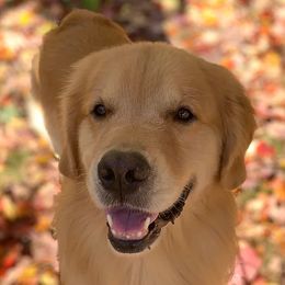 Golden Retrievers from Meadowbrook Goldens
