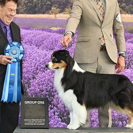 Australian Shepherds from Polaris Australian Shepherds