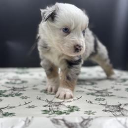 Lunar - Blue merle male Miniature Australian Shepherd puppy in Ellendale, North Dakota from Ark Acres Kennels