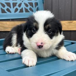 Zorro - Black and white male Border Collie puppy in Mckinney, Texas from Border Collies of Ruidoso