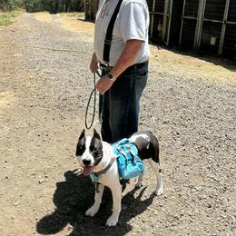 Atlas - Black male American Staffordshire Terrier puppy in Roseburg, Oregon from Bold & Beautiful Amstaffs
