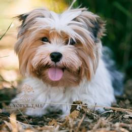 Opal - Yorkshire Terrier