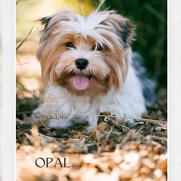 Opal - Yorkshire Terrier