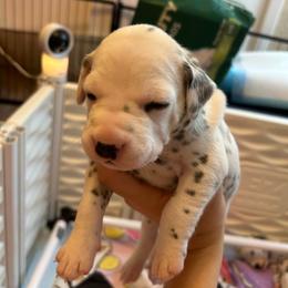 Rosie - White and black female Dalmatian puppy in Conroe, Texas from Saint Rocco's Dalmatians